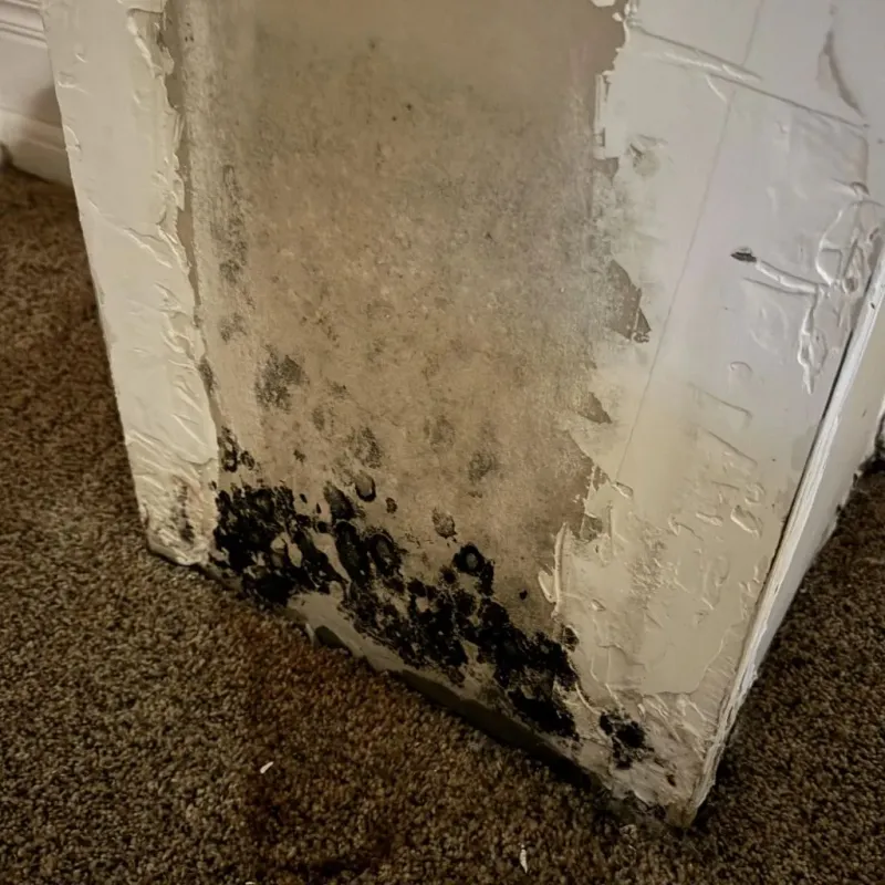 Professional Mold Removal in Baltimore, OH